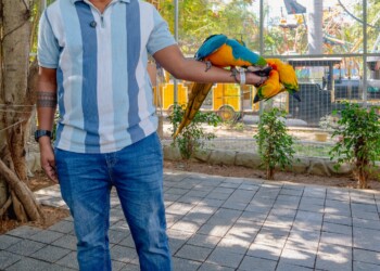 Birds